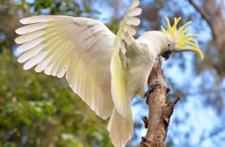 Sulphur crested cockatoo